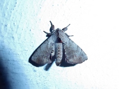 Apatelodes torrefacta