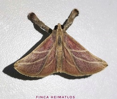 Pachypodistes goeldii