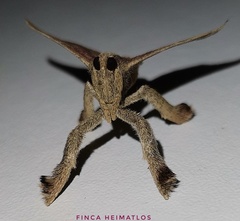 Pachypodistes goeldii