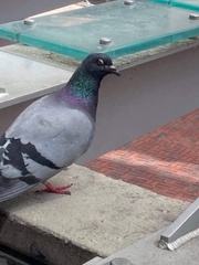 Columba livia domestica