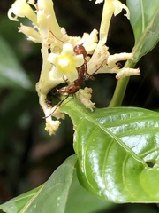 Palicourea didymocarpos