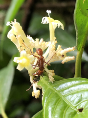 Palicourea didymocarpos
