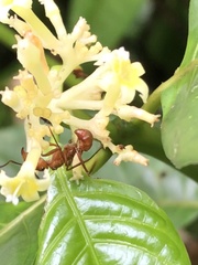 Palicourea didymocarpos