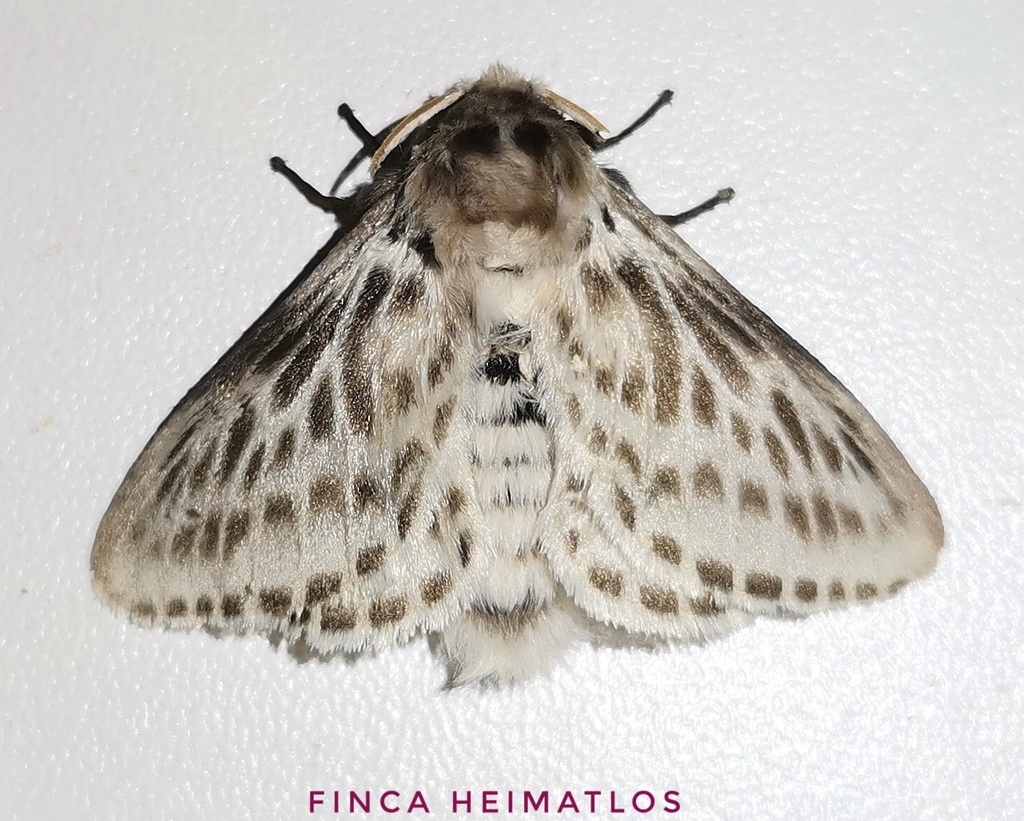 Podalia gamelia
