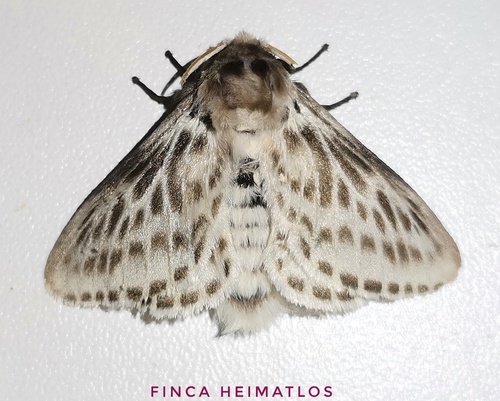 Podalia gamelia
