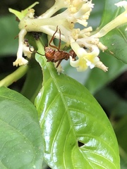 Palicourea didymocarpos