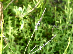 Verbena menthifolia