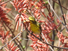 Crithagra dorsostriata