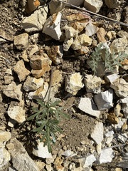 Cymopterus glomeratus greeleyorum