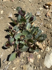 Asclepias cryptoceras davisii