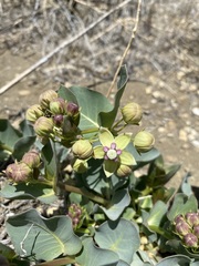 Asclepias cryptoceras davisii