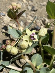 Asclepias cryptoceras davisii
