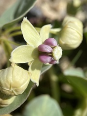 Asclepias cryptoceras davisii