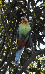 Platycercus eximius x adscitus