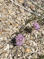 Allium anceps