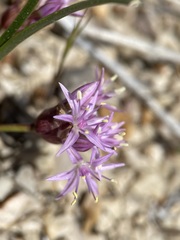 Allium anceps