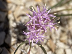 Allium anceps