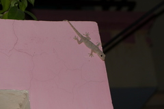 Hemidactylus flaviviridis