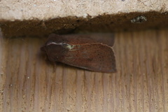 Orthosia transparens