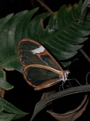 Pagyris cymothoe