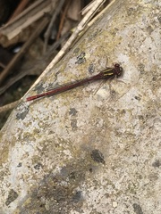 Xanthocnemis tuanuii