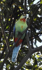 Platycercus eximius x adscitus