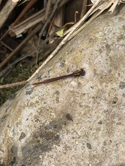 Xanthocnemis tuanuii