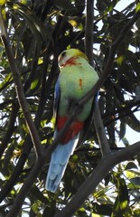 Platycercus eximius x adscitus