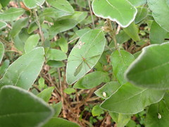 Leptotarsus albistigma