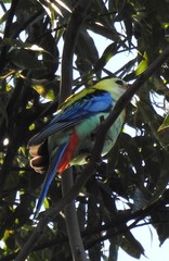 Platycercus eximius x adscitus