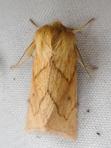 V-lined Quaker photo 2
