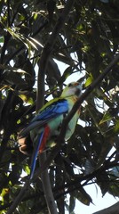 Platycercus eximius x adscitus