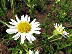 Adenanthellum osmitoides