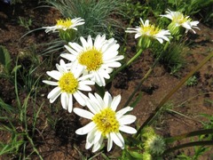 Adenanthellum osmitoides