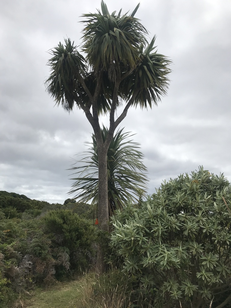 New Zealand cabbage tree from Waitangi, NZCI, NZ on February 01, 2021