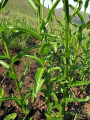 Adenanthellum osmitoides