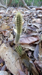 Acanthocereus hesperius