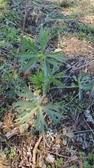 Delphinium nuttallii