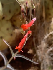 Penstemon subulatus