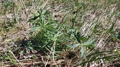 Delphinium nuttallii