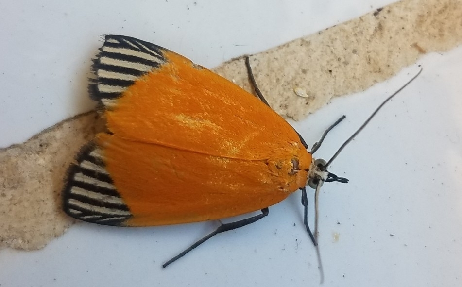 Mapeta xanthomelas