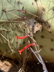 Penstemon subulatus