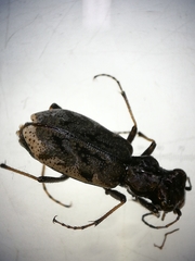 Neocicindela garnerae