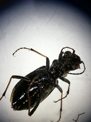 Neocicindela garnerae