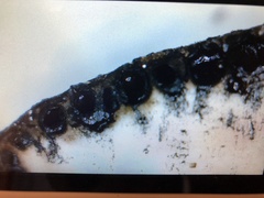Xylaria castorea