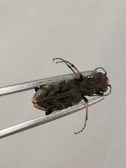 Neocicindela garnerae