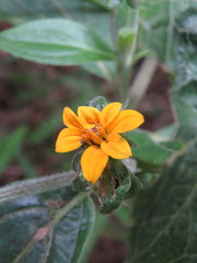 Sclerocarpus uniserialis