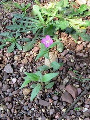 Oenothera rosea image