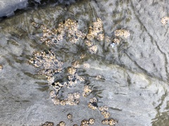 Chthamalus antennatus