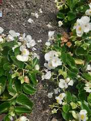 Begonia semperflorens-cultorum